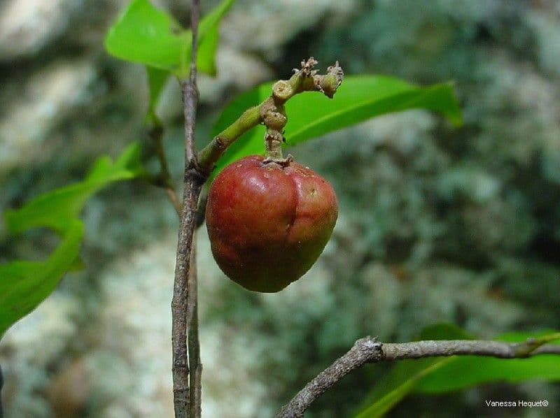 Hunga