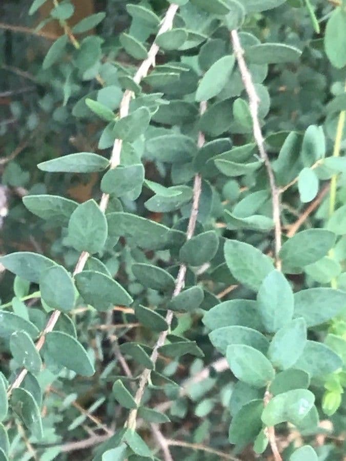 Melaleuca