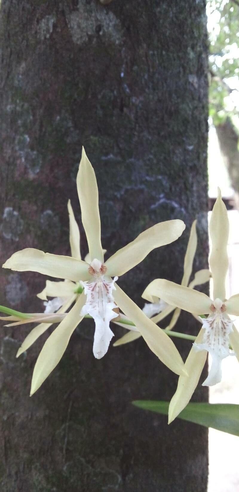 Miltonia