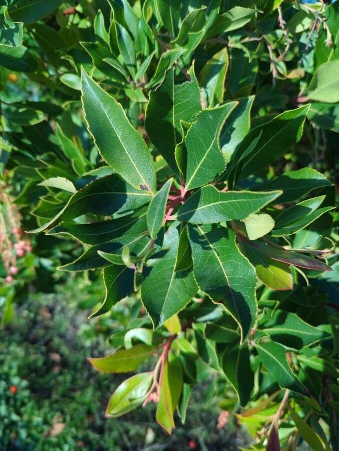 Arbutus menziesii 16