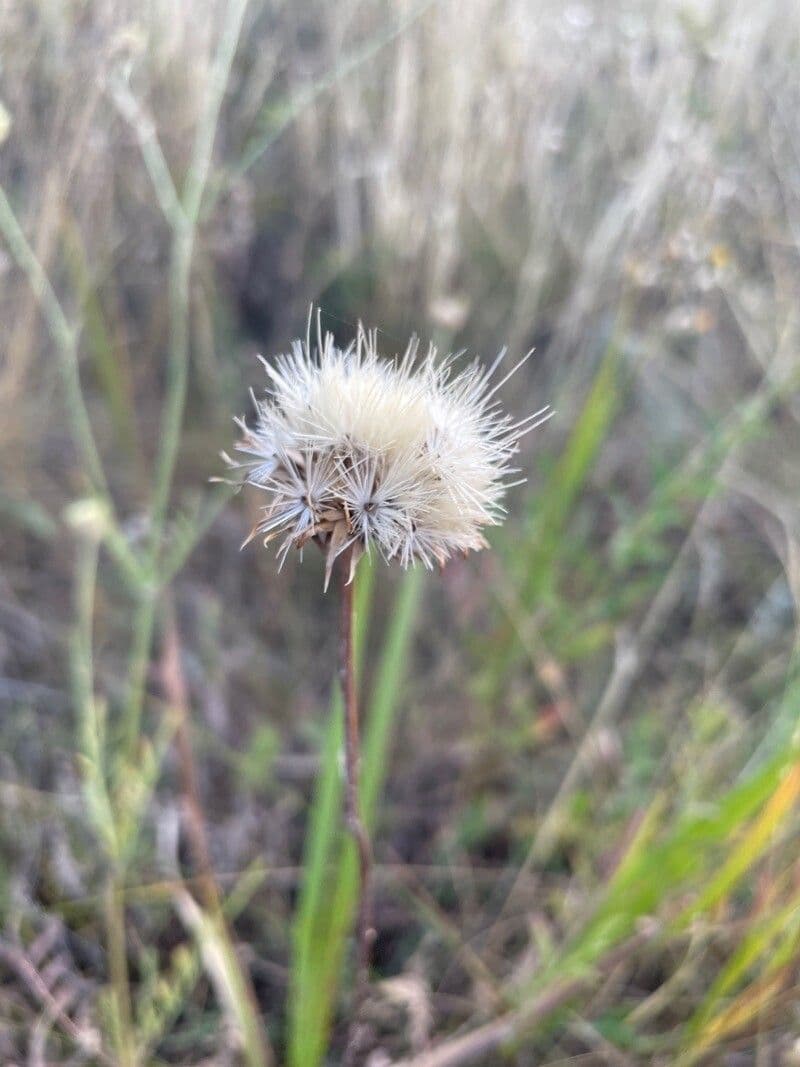 Knollen-Distel