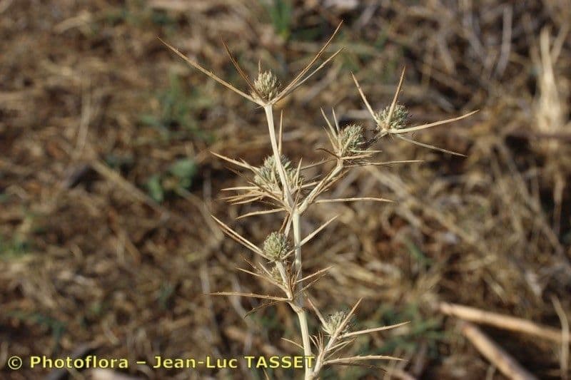Panicaut à trois pointes 6