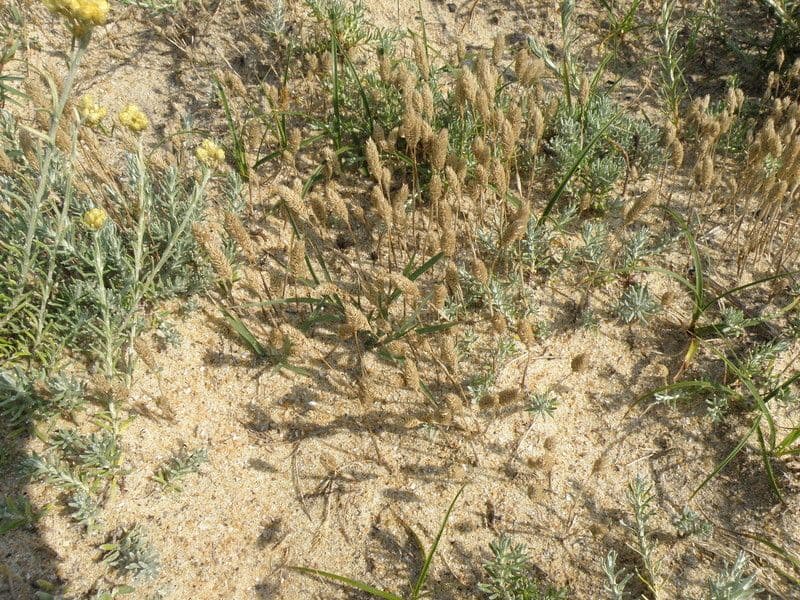 Codolina delle spiagge 14