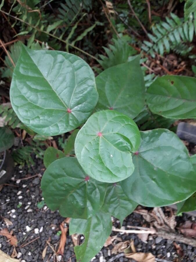 Hernandia 10