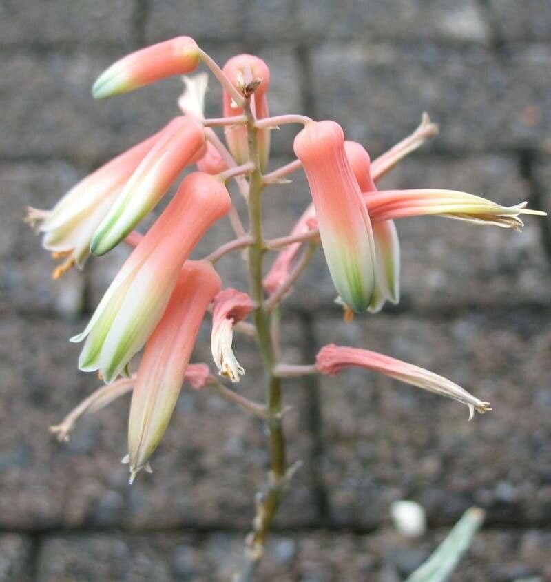 Aloe rauhii