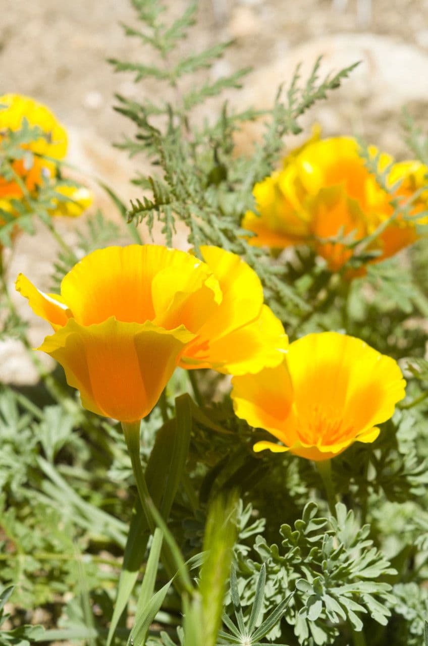 Papavero di Lemmon 6