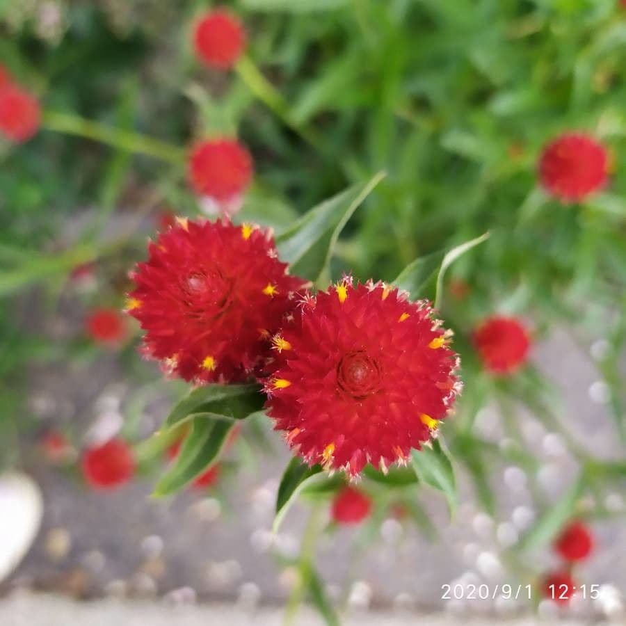 Gomphrena 2