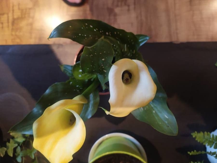 Calla di Elliott 4