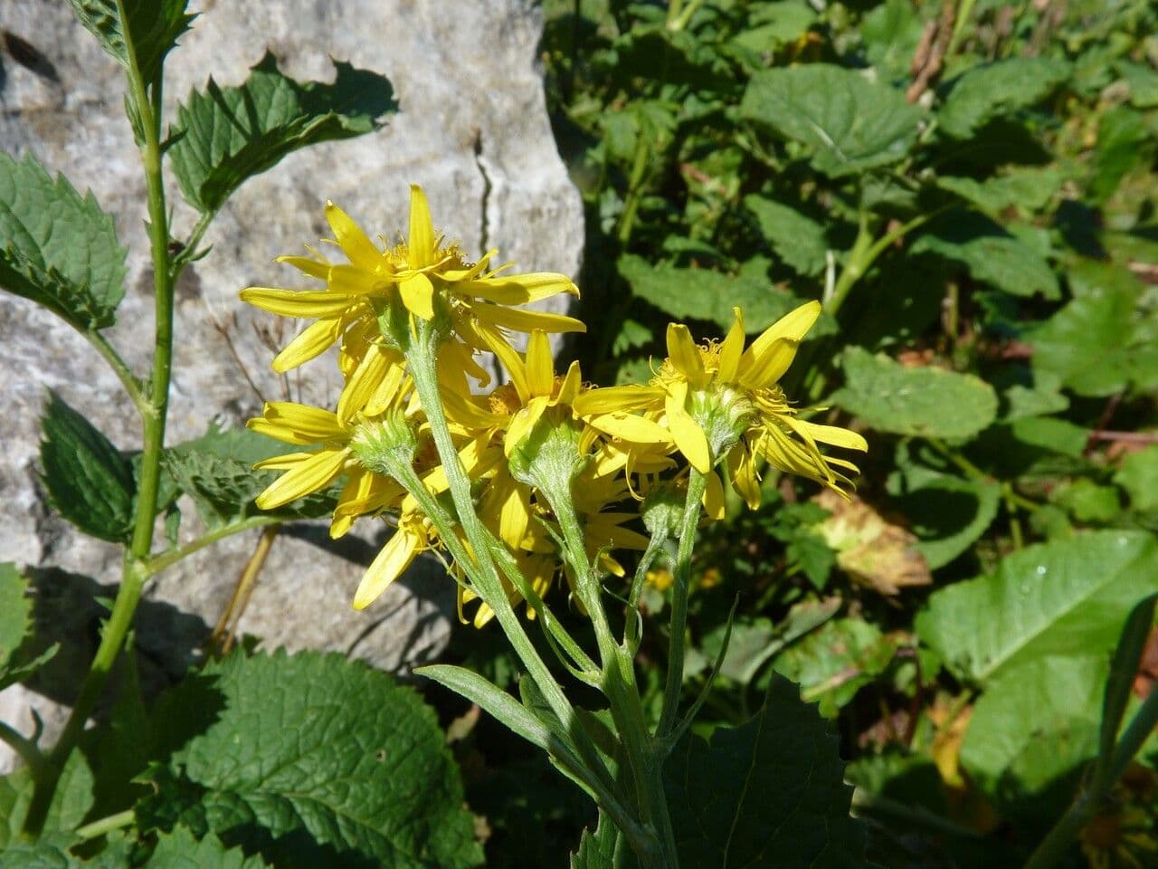 Alpen-Greiskraut 6
