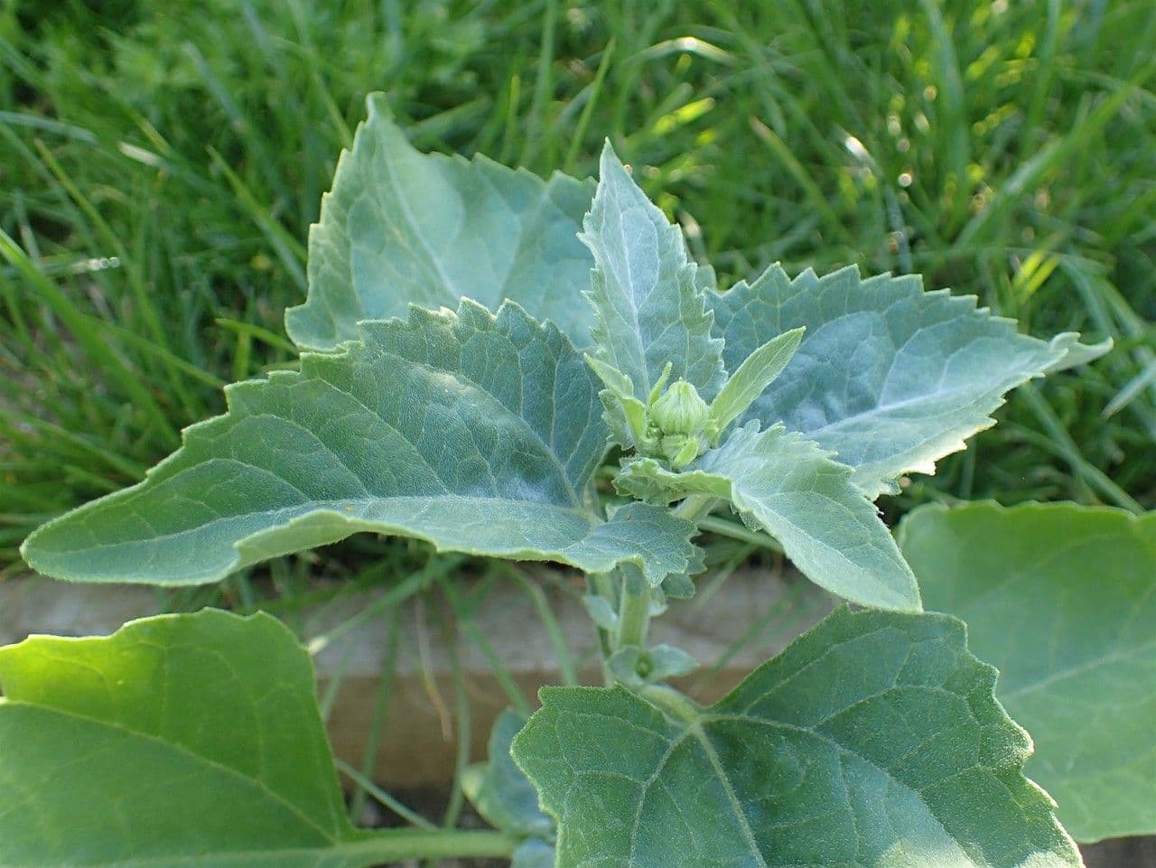 Sonnenwende 9