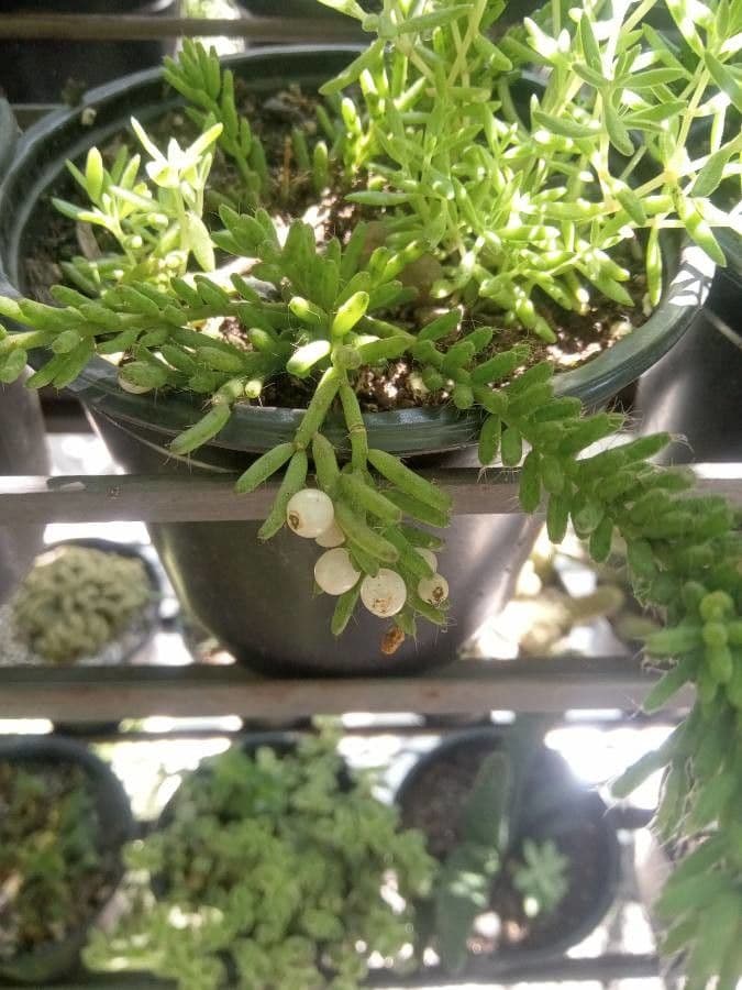 Rhipsalis 2