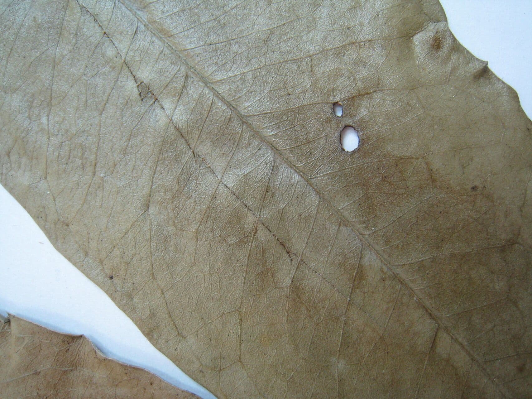 Tontelea attenuata 4