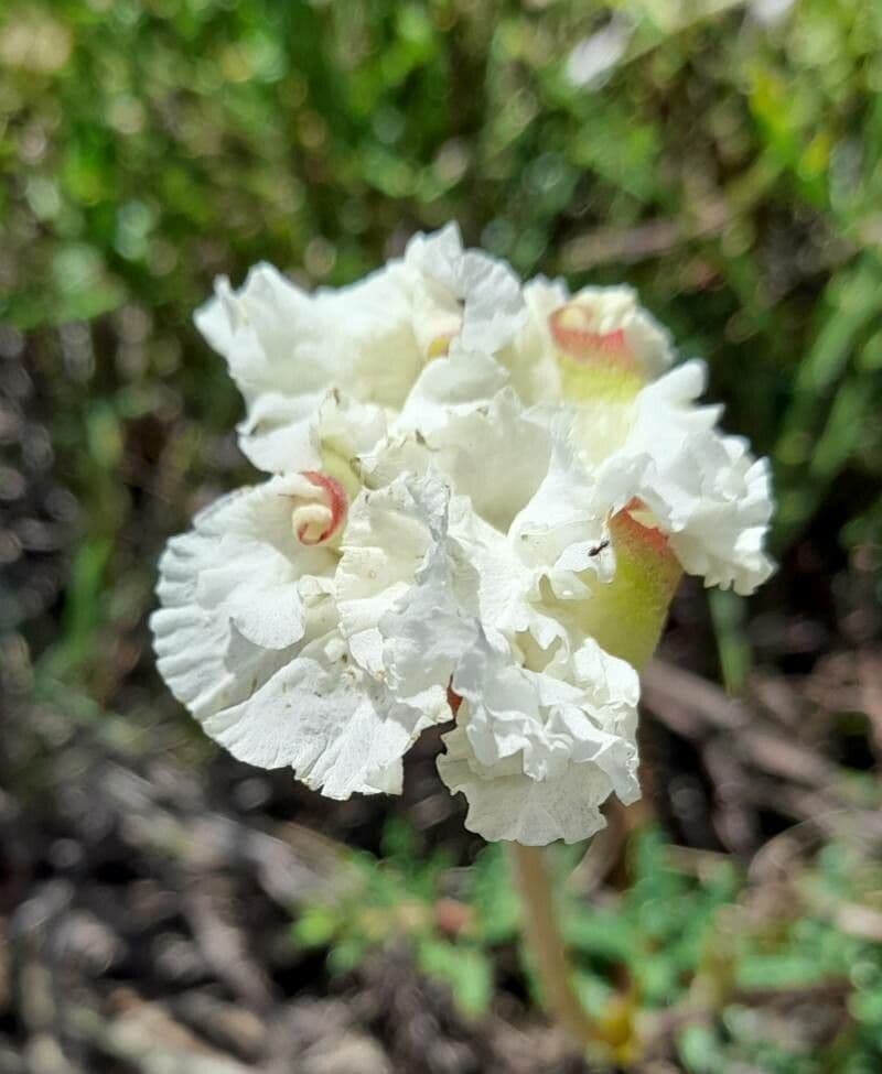 Mandevilla 2