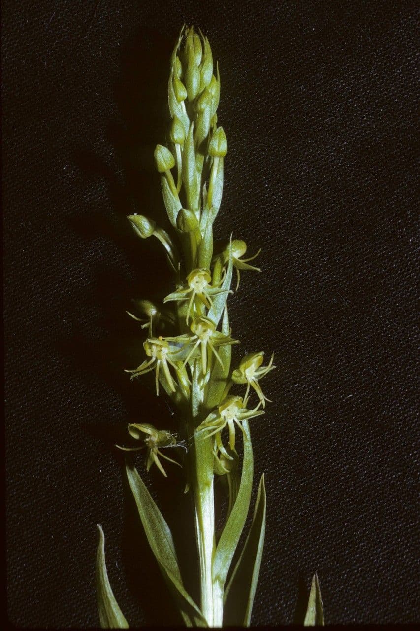 Orchidée d'eau 2