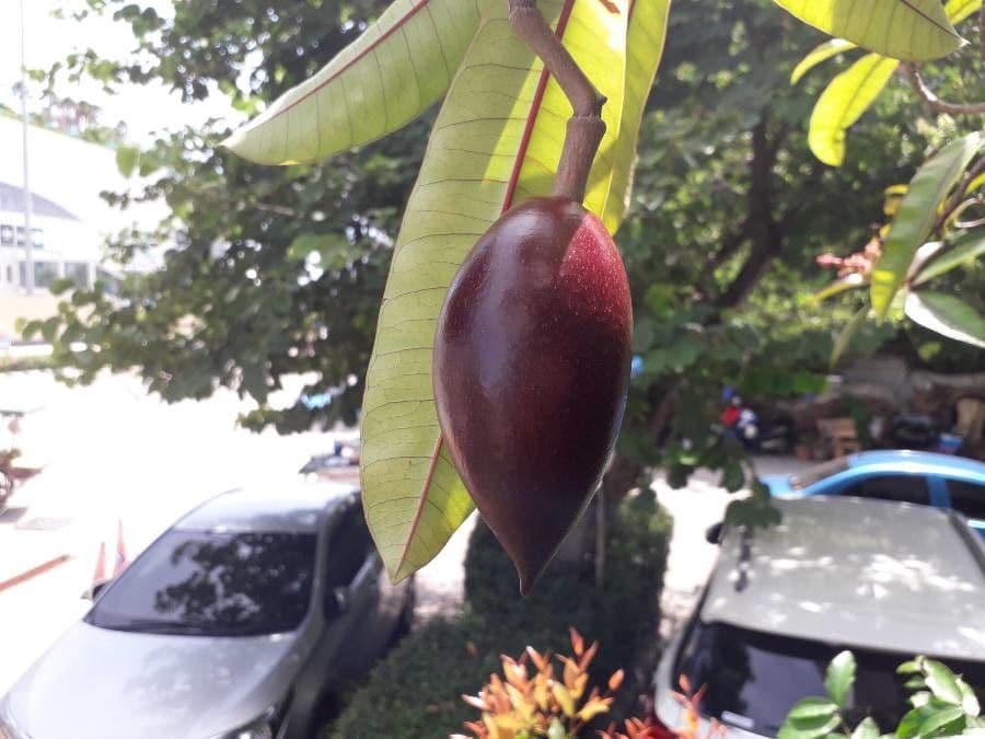 Cerbera 2