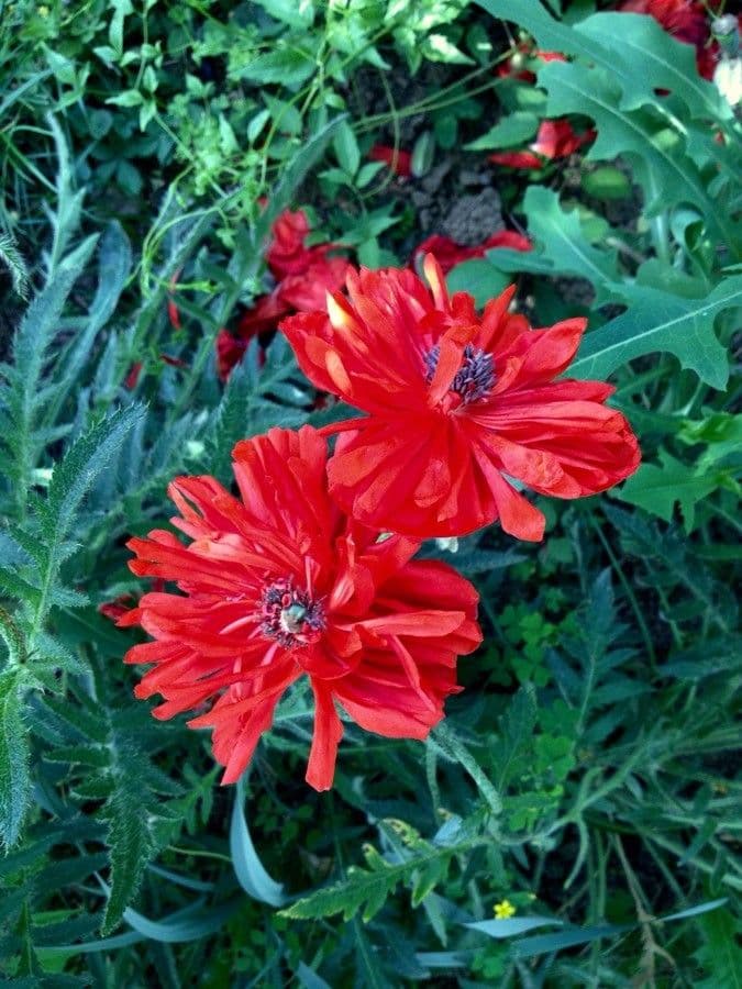 Orientalischer Schlafmohn 7