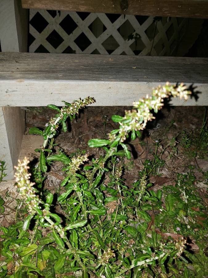 Gnaphalium americano 19