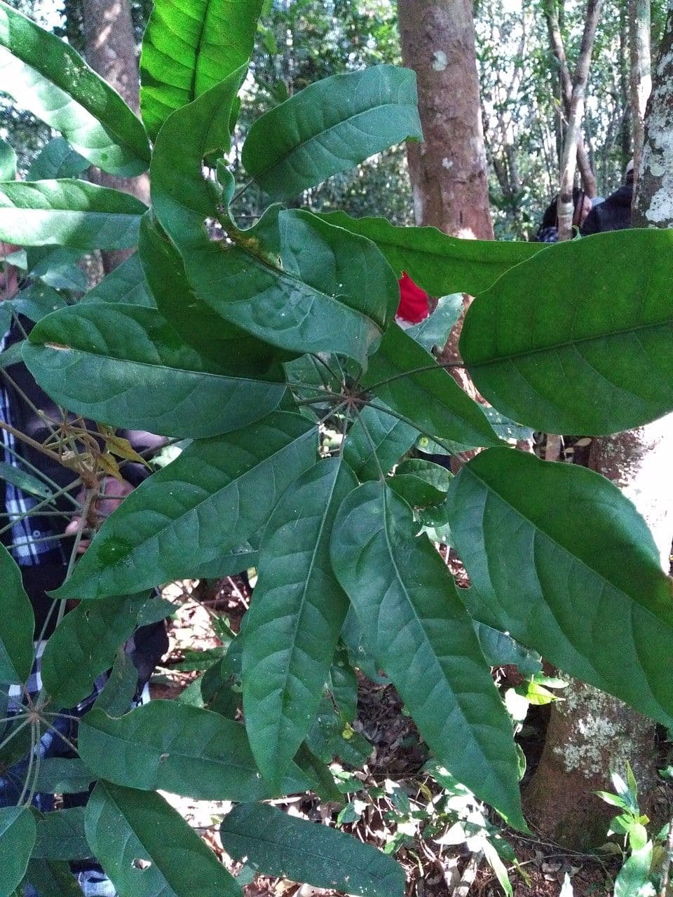 Heptapleurum 8