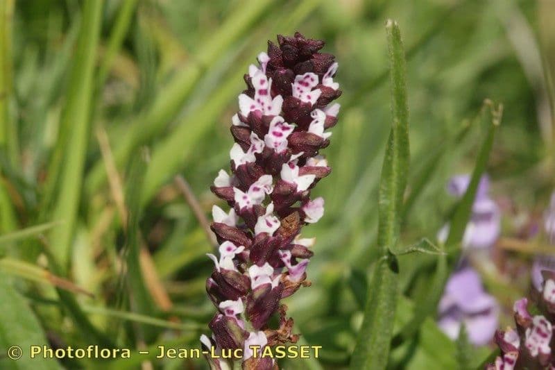Orchide bruciacchiata