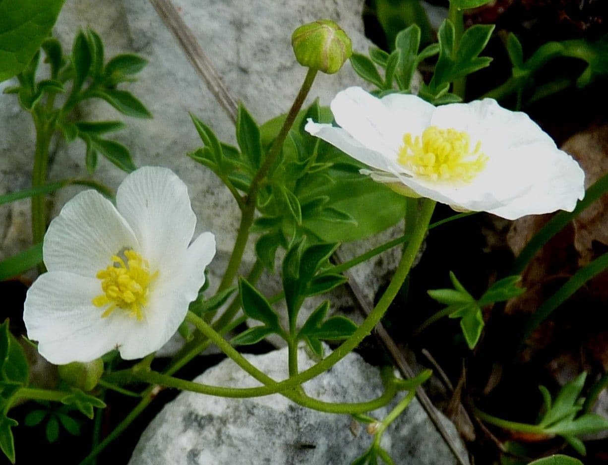 Ranuncolo di Sguier 9