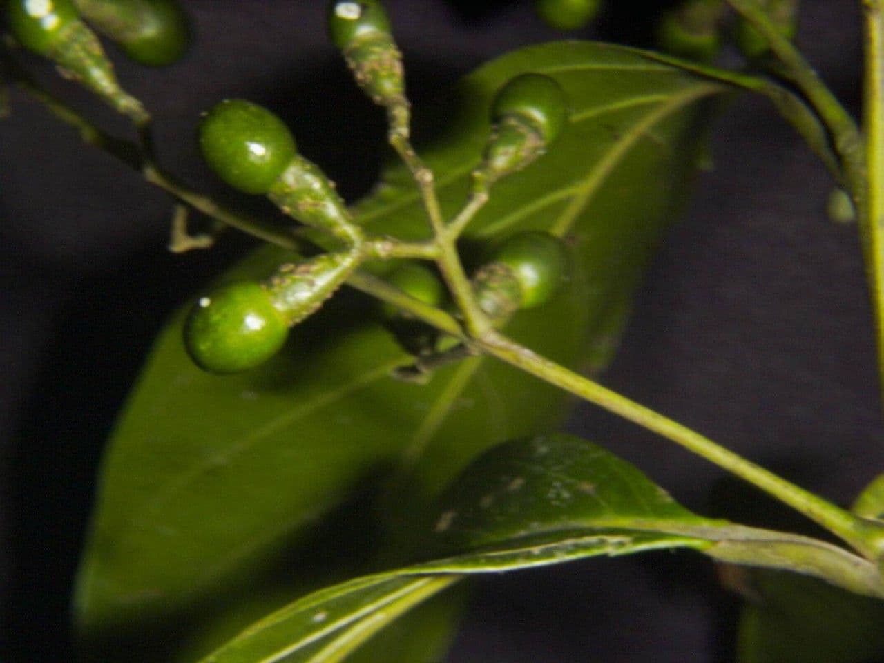 Nectandra 4