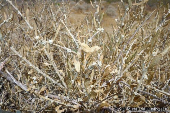 Grayia spinosa 19