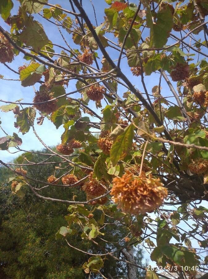 Dombeya 10
