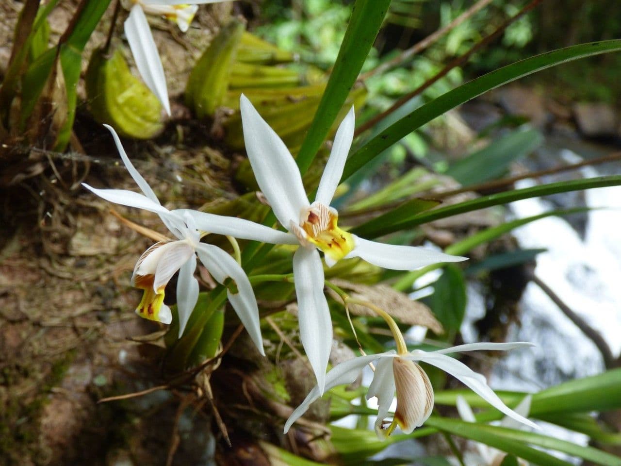 Coelogyne viscosa 4