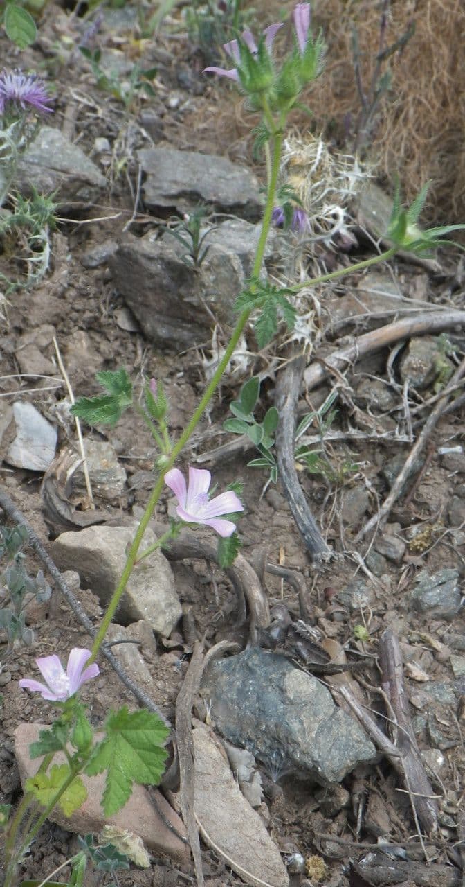 Malva di Creta 10