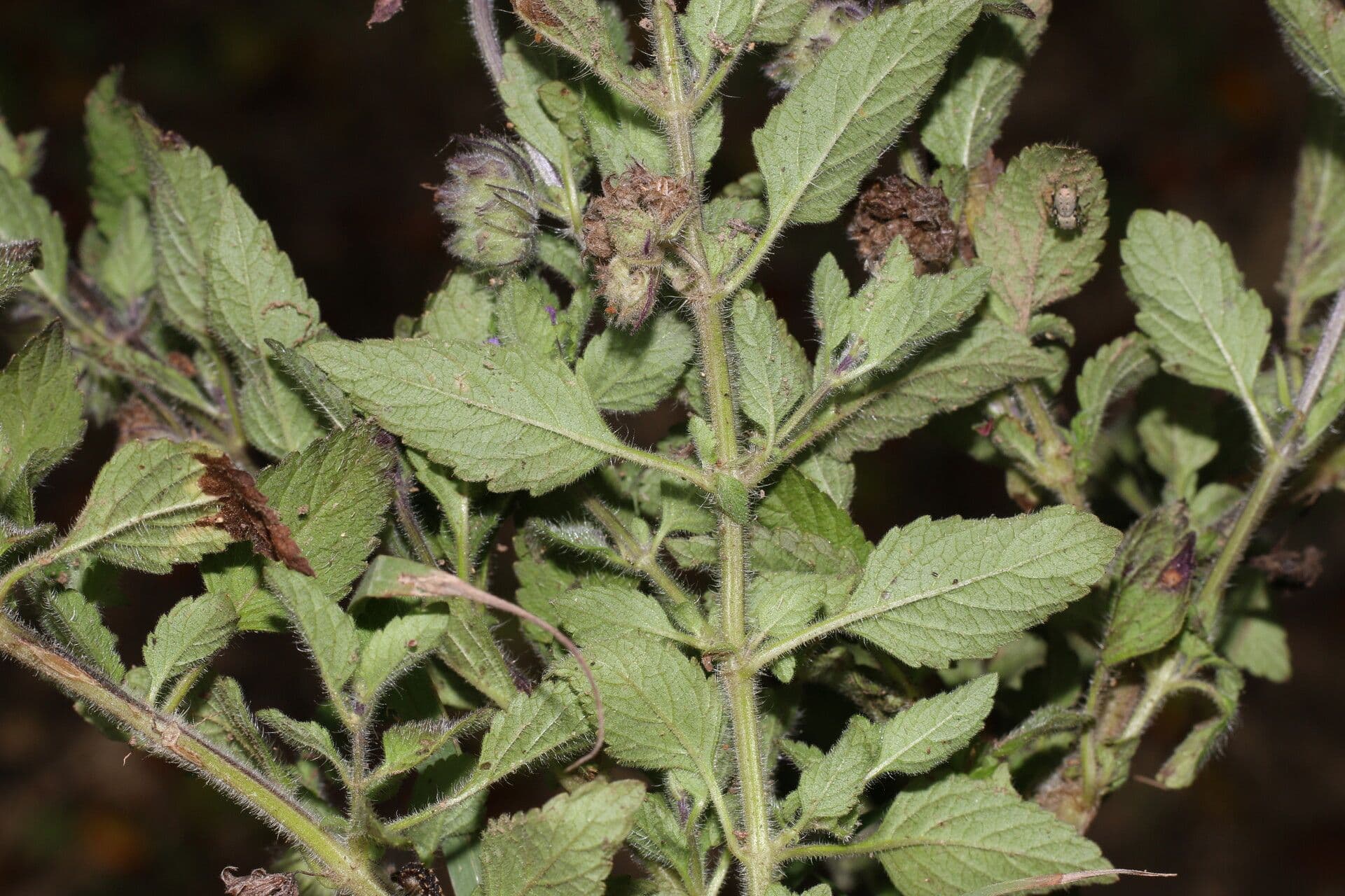 Marsypianthes 9