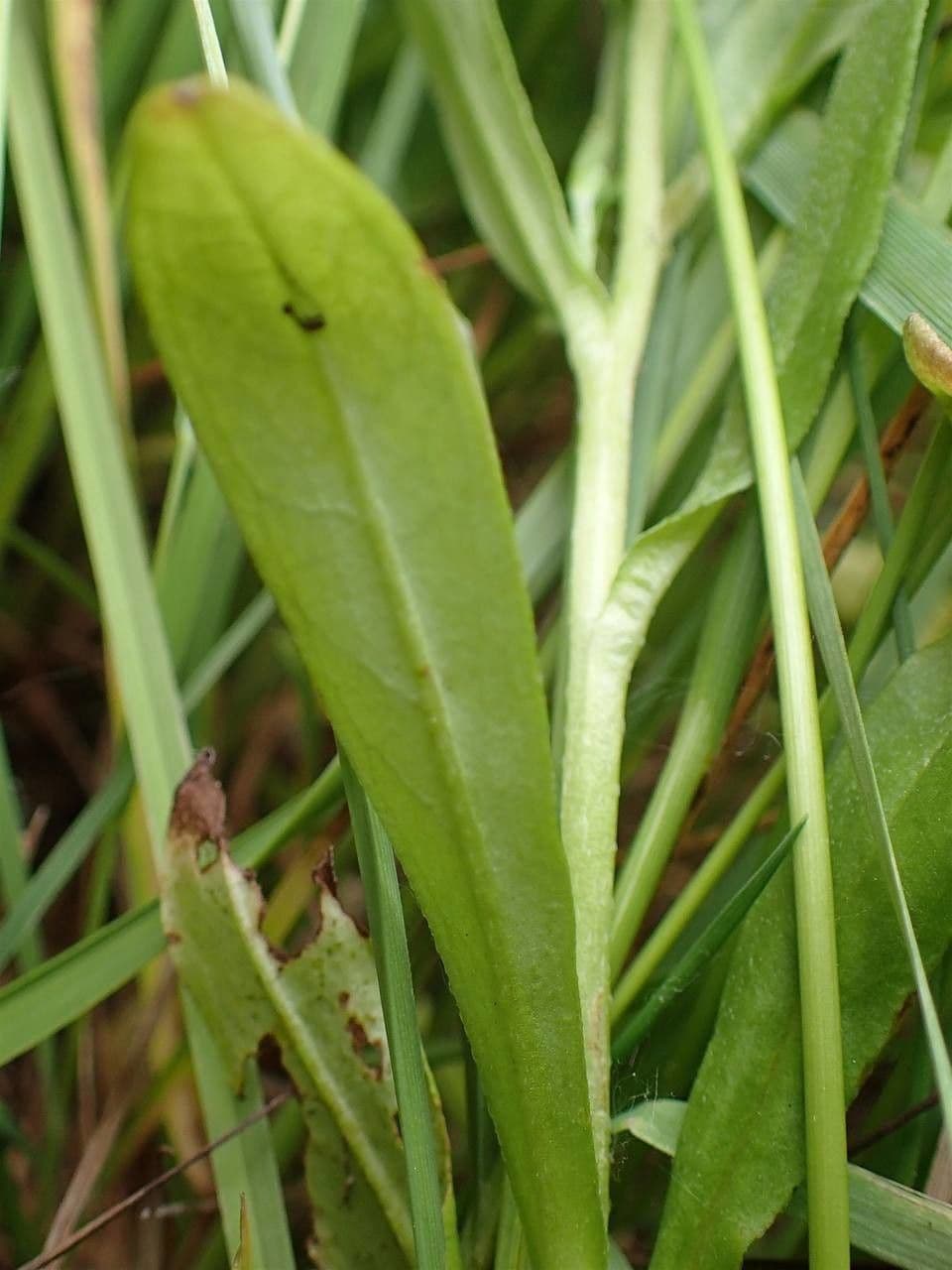 Miosotide lassa 13