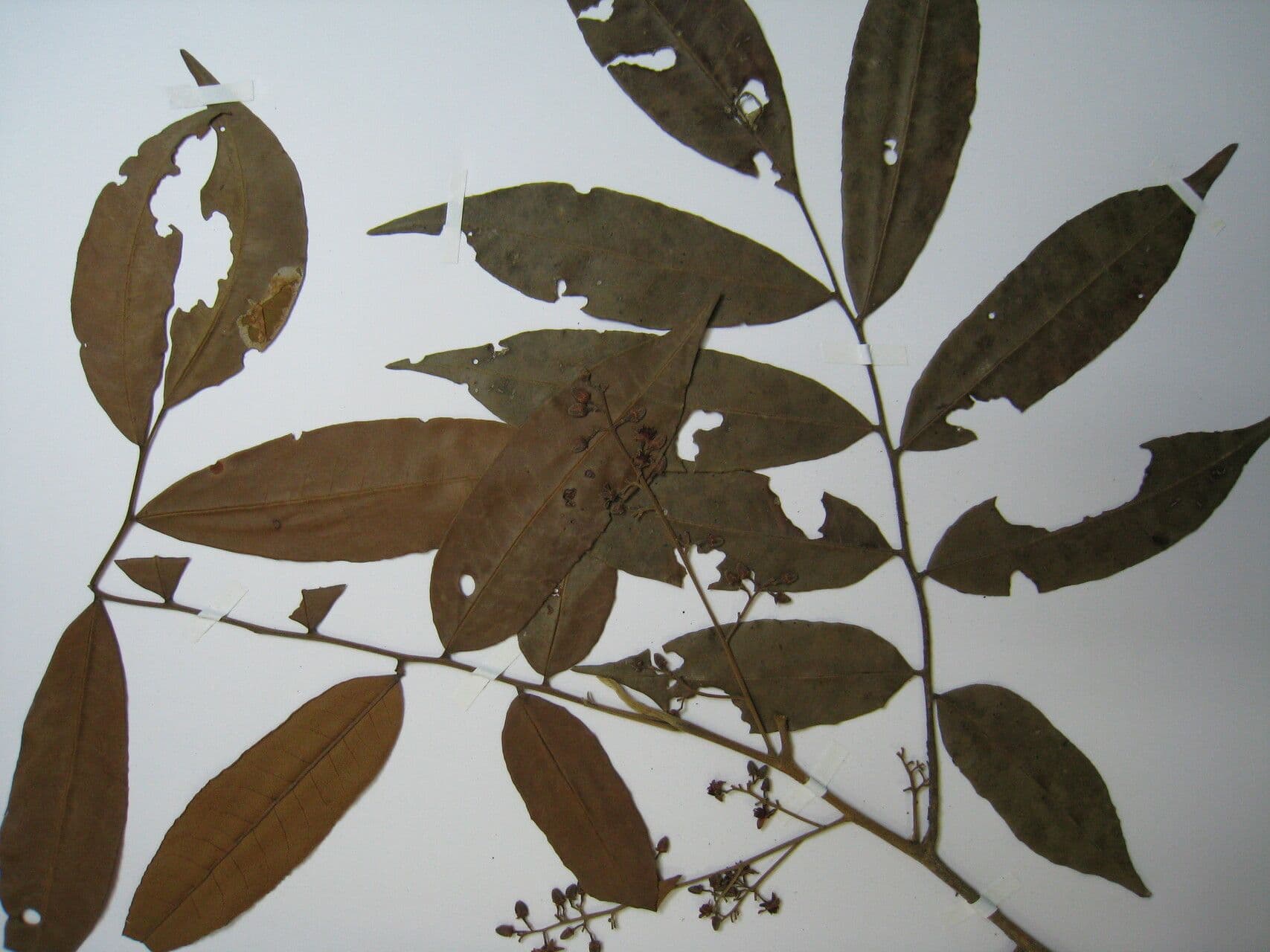 Trichilia