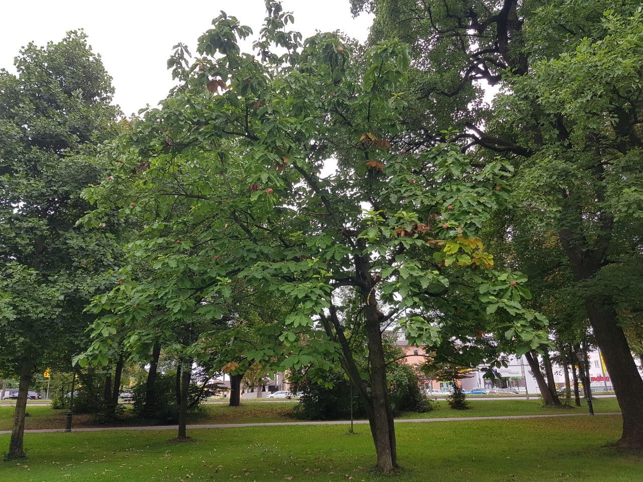 Magnolia à grandes feuilles 13
