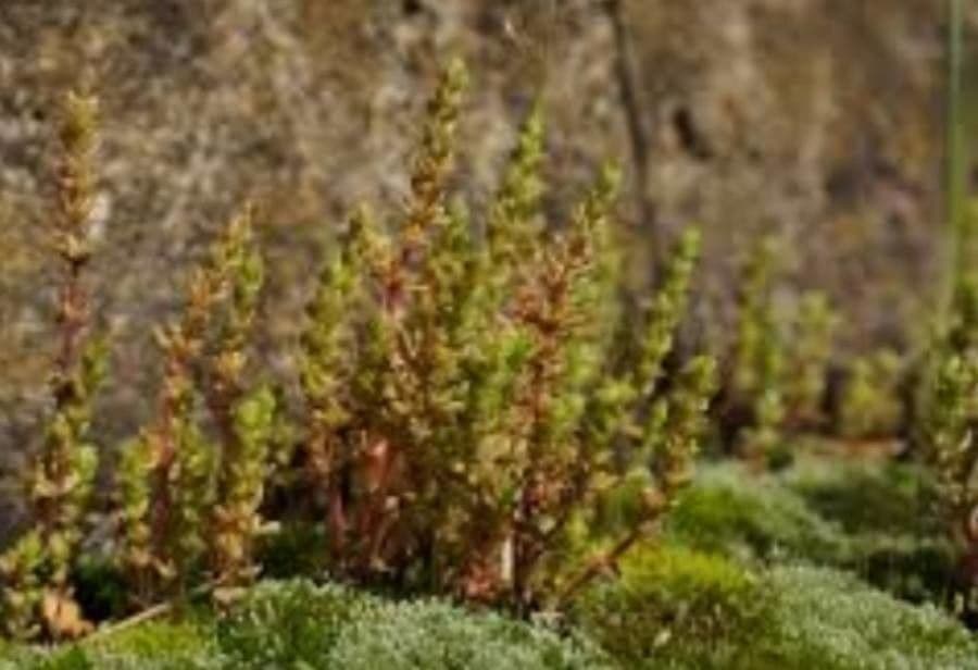Crassula sieberiana