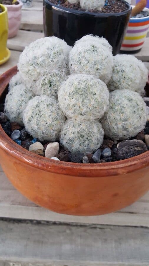 Cactus pluma 6
