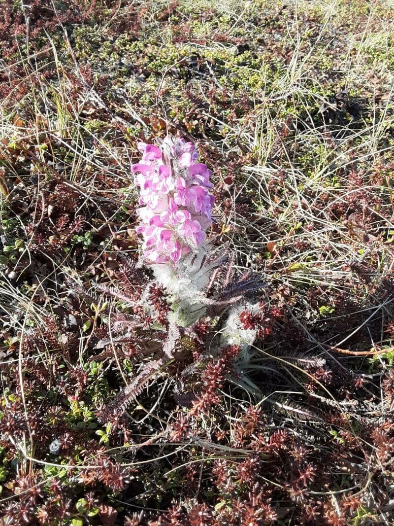 Pediculare lanata 3