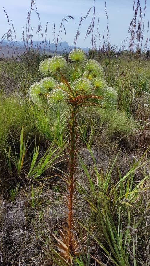 Paepalanthus 9