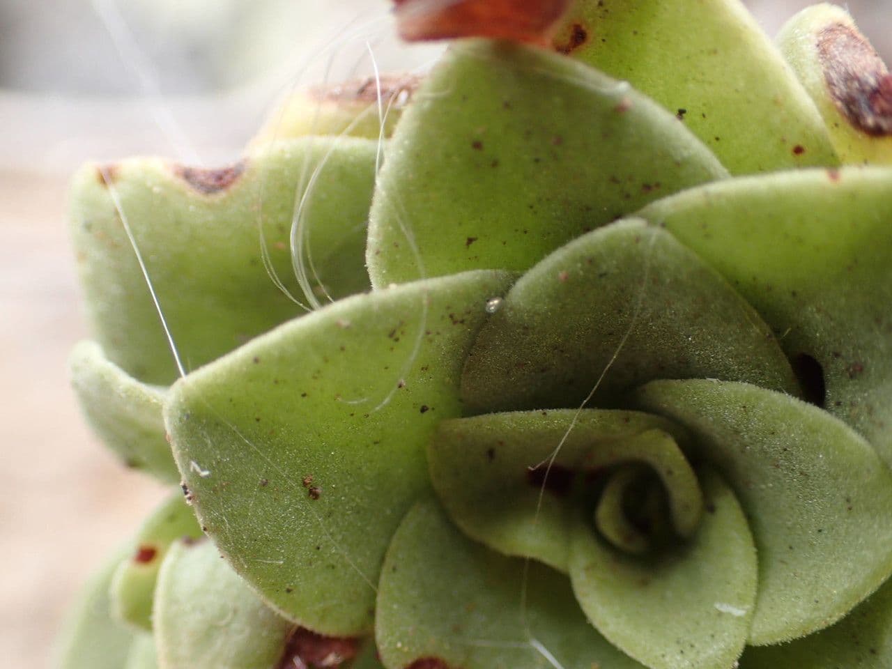 Aeonium 5