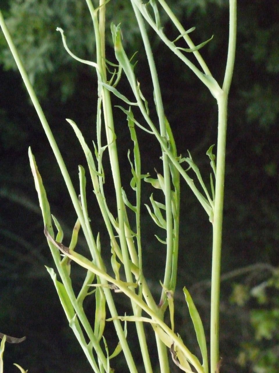 Säbel-Kratzdistel 30