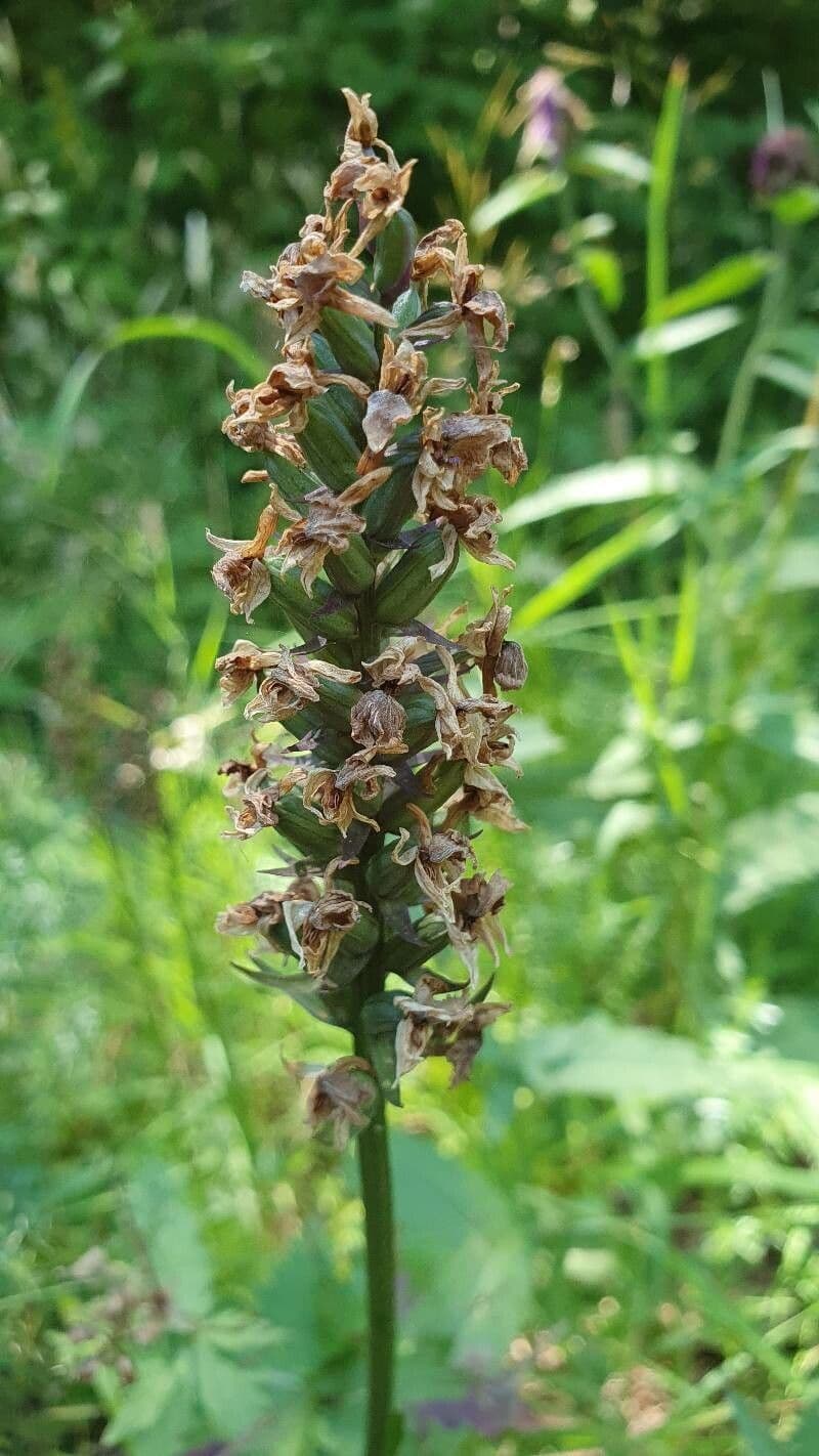 Manina rosea