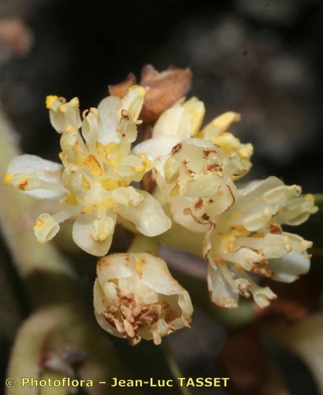 Azorischer Lorbeer 10