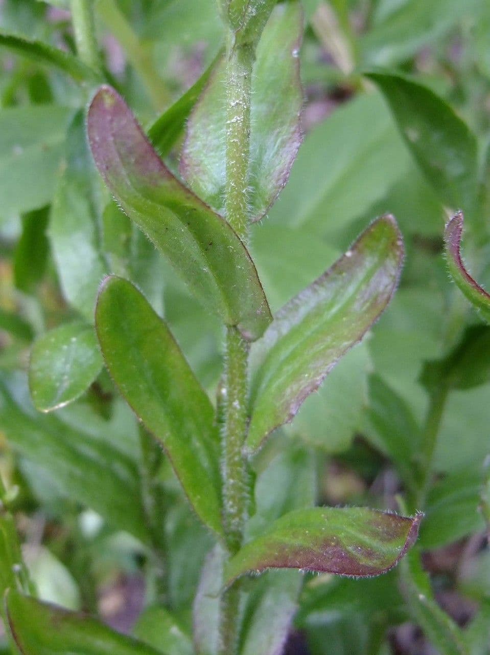 Arabetta irsuta 24