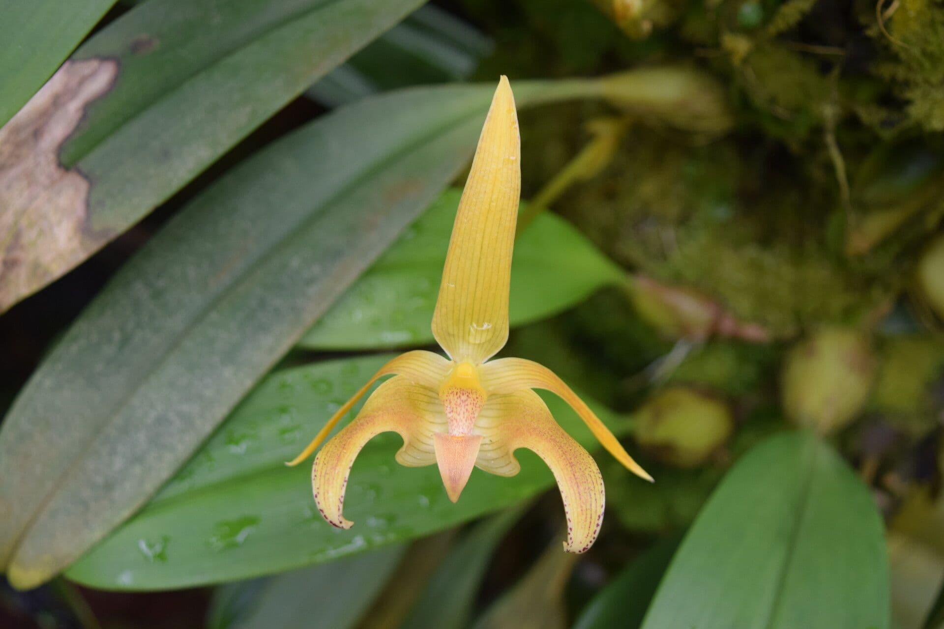 Bulbophyllum 3