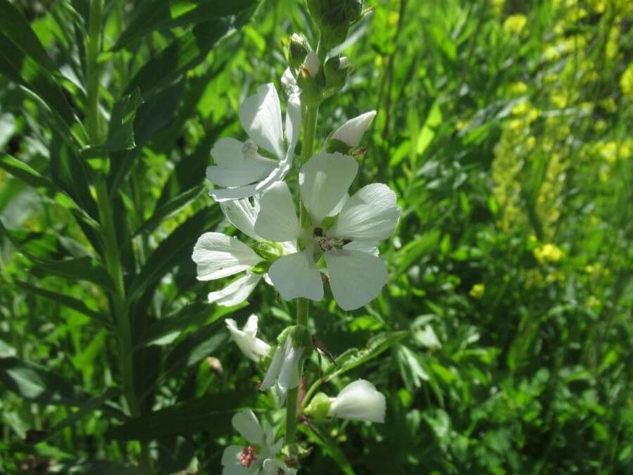 Malva 5