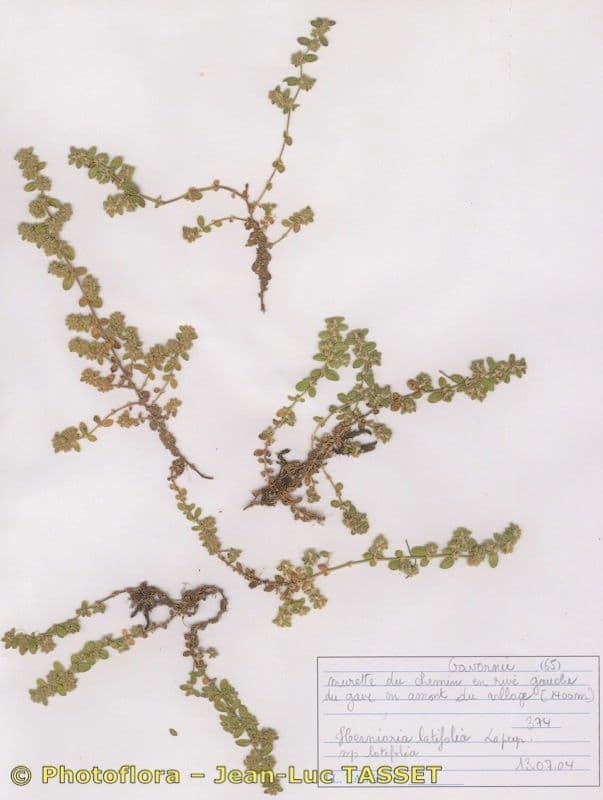 Herniaria 7