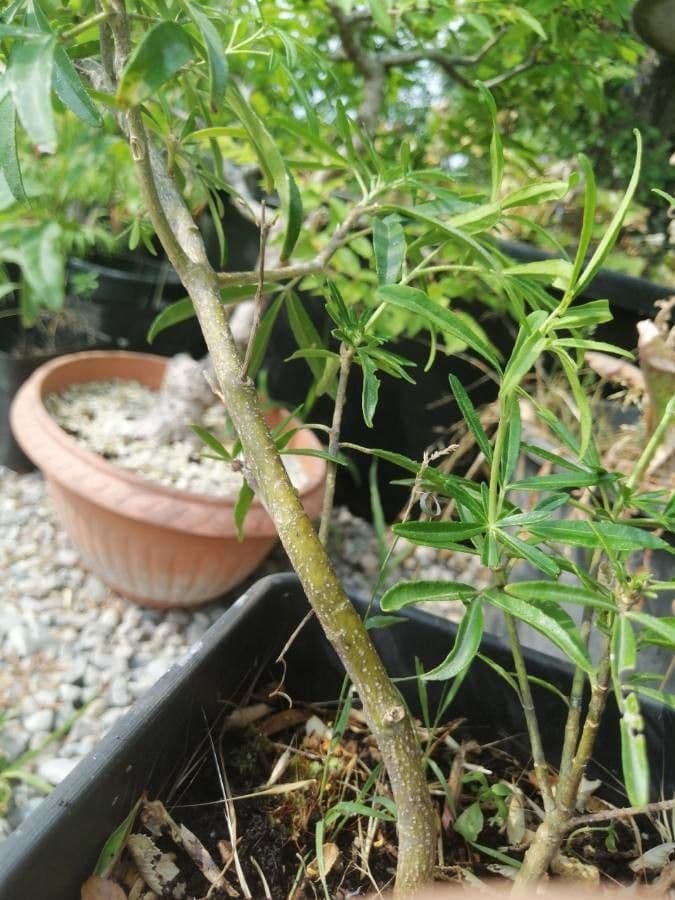 Choisya ternata 21