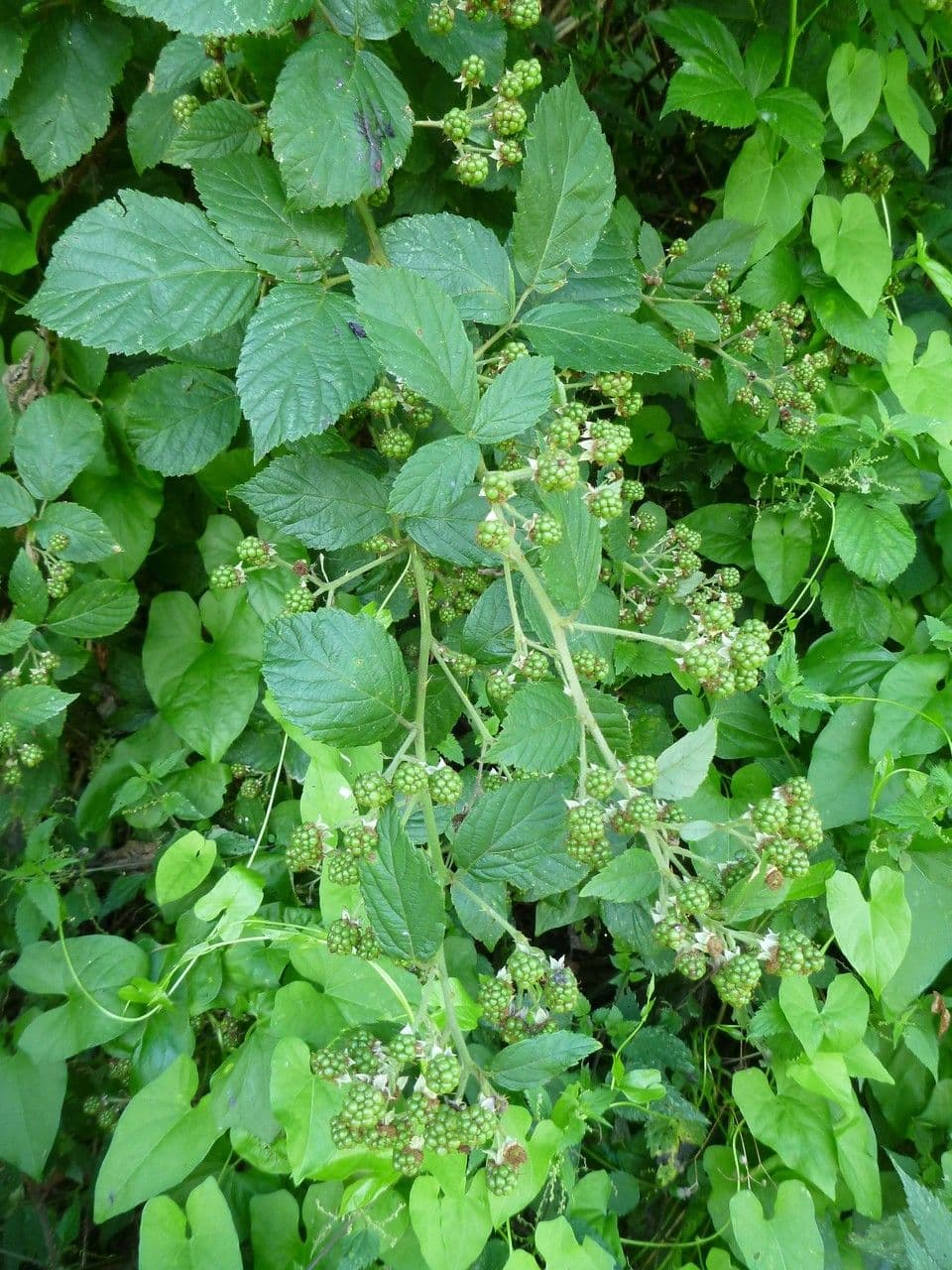 Brombeere 9