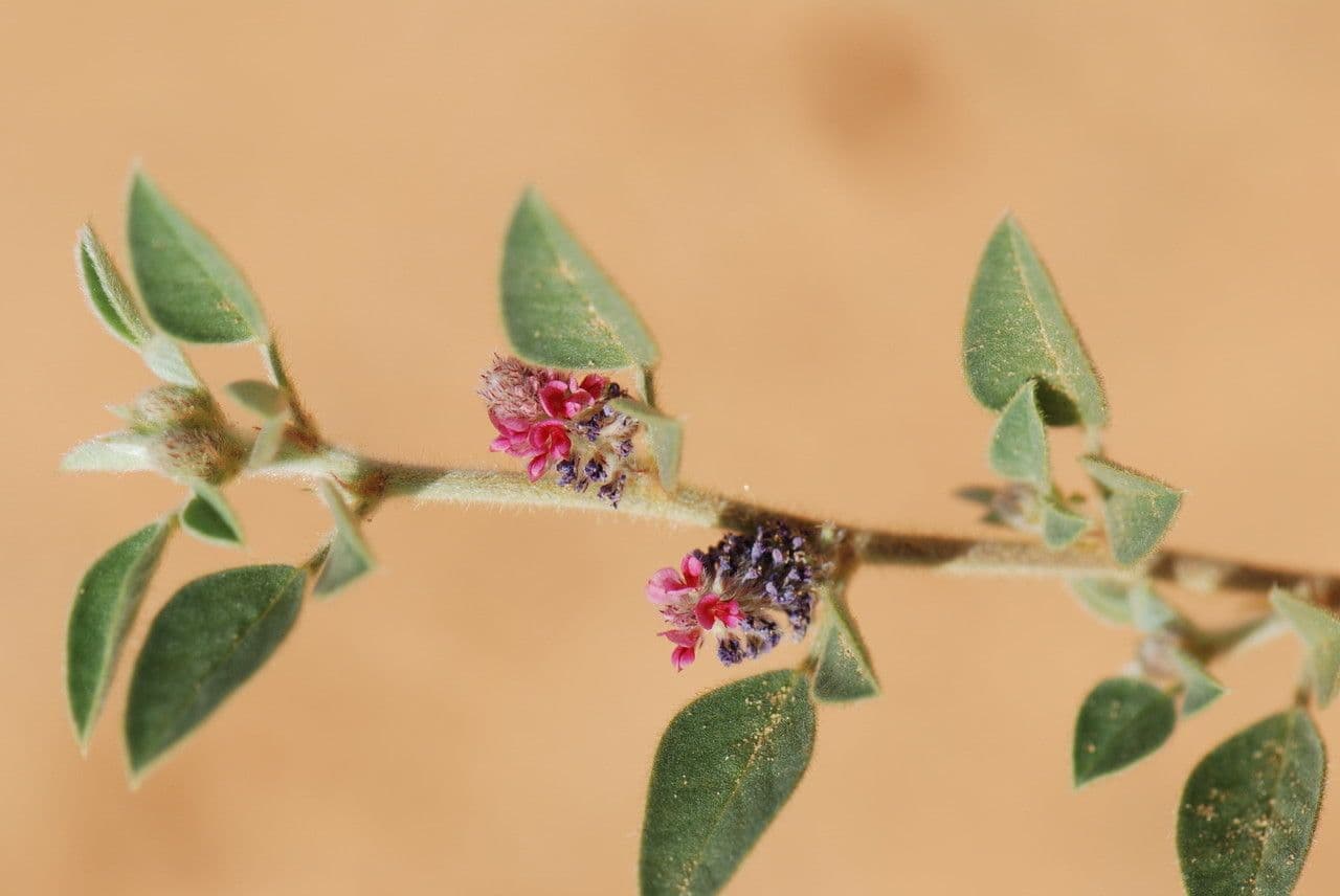 Indigofera diphylla 4