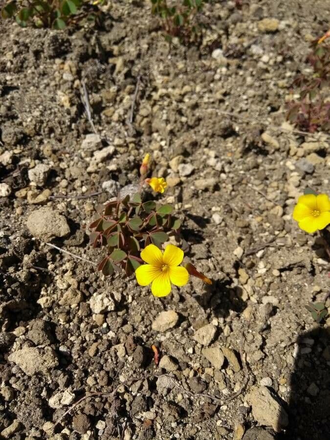 Acetosa 3