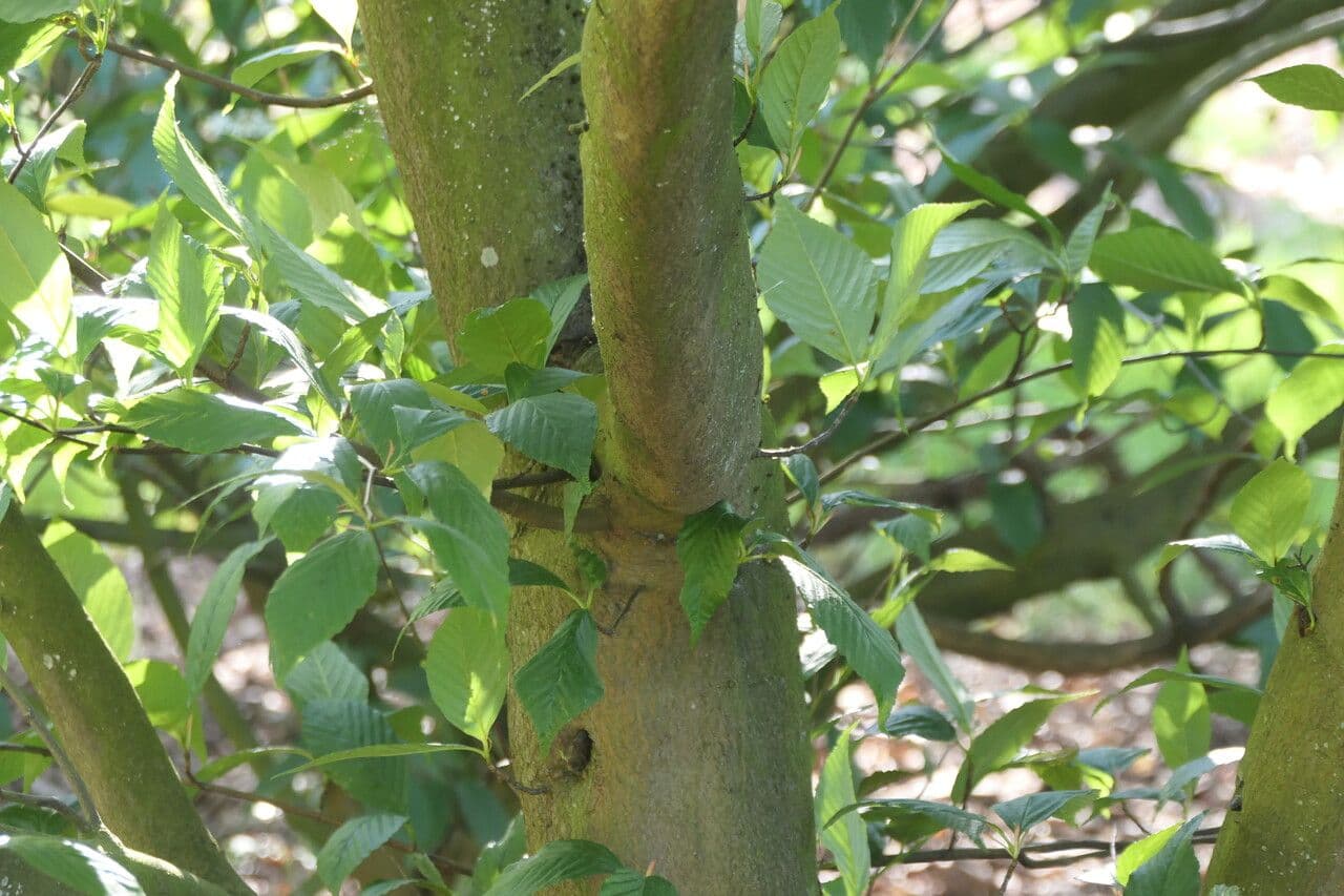 Thomsonaria kalonevrová 18